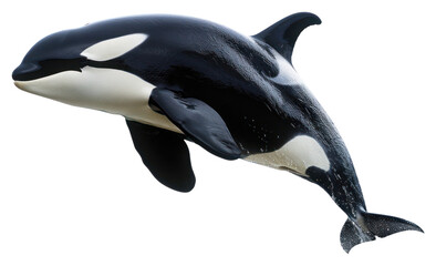 PNG  Orca animal mammal whale.