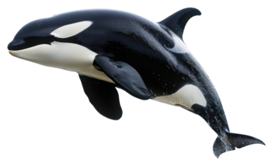 PNG  Orca animal mammal whale.