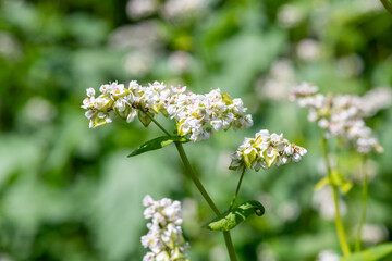 Buckwheat (fagopyrum esculentum) flowers in bloom