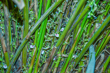 Obraz premium Cardamom plants