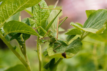 A grasshopper is perched on a vibrant green leaf of a lush plant