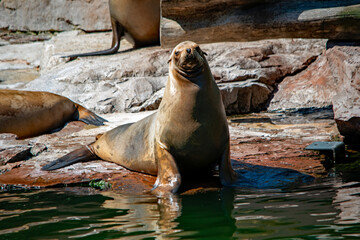 Seelöwe im Nürnberger Tiergarten blickt auf