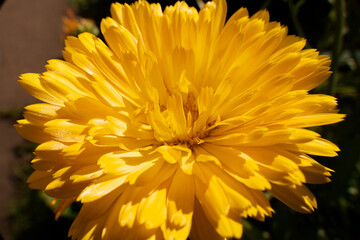 Obraz premium A closeup of a bright yellow flower on a dark background