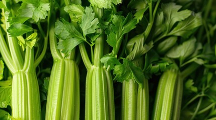 Fototapeta premium Close-up of green celery stalks with a crisp texture, highlighting freshness and natural color.