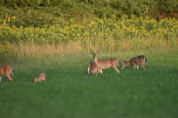Deer feeding in a field