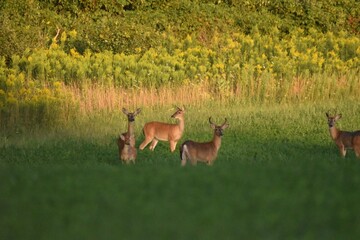 Deer feeding in a field