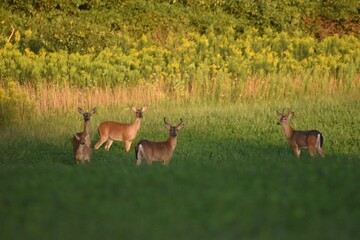 Deer feeding in a field