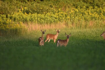 Deer feeding in a field