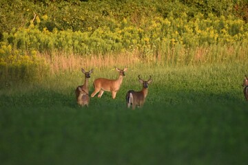 Deer feeding in a field