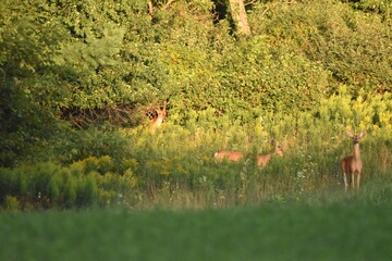 Deer feeding in a field