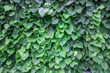 Obraz premium Vibrant green foliage cascades gracefully over an old wall, glowing warmly in the soft light of the late afternoon.