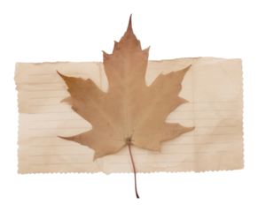 PNG Maple leaf plant tree white background.