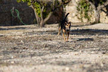 Mixed breed dog running in the field.