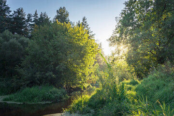 Fototapeta premium A forest with a river running through it