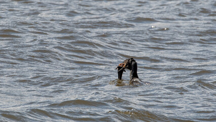 Yeco (Phalacrocorax brasilianus) alimentandose de Blanquillo (Prolatilus jugularis) 