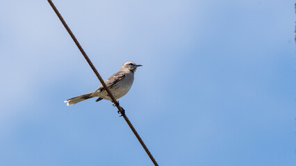 Tenca (Mimus thenca) posada en cable 