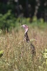 Turkeys feeding in a field