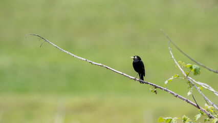 Run Run (Hymenops perspicillatus) 