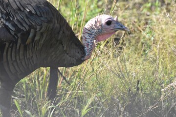Turkeys feeding in a field