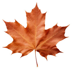 Obraz premium PNG Autumn maple leaf isolated background