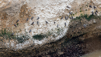 Gaviotines monja (Laroterna inca) en roca 