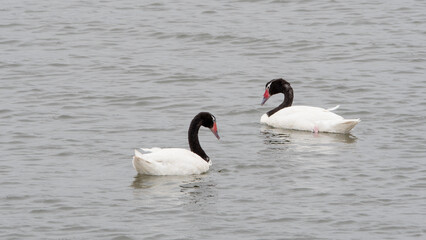 Cisnes Cuello Negro (Cygnus melancoryphus) 