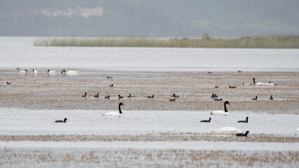 Humedal con varias especies, lago budi. 
