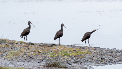 Cuervo de pantano (Plegadis chihi) 