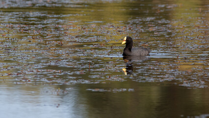 tagua comun (Fulica armillata)