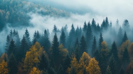 Mist-covered forest of pine and deciduous trees in autumn