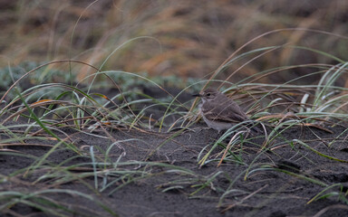 minero (Geositta cunicularia)