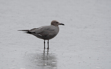 Gaviota garuma (Leucophaeus modestus)