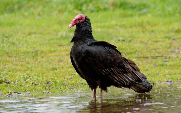 Jote cabeza colorada (Cathartes aura) 