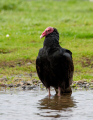 Jote cabeza colorada (Cathartes aura) 