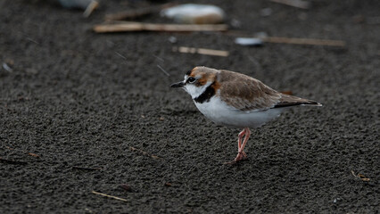 Chorlo de collar (Charadrius collaris) herido