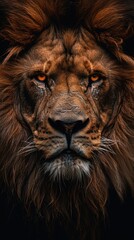 Naklejka premium Close-up of a majestic male lion with intense amber eyes and a thick brown mane against a dark background.