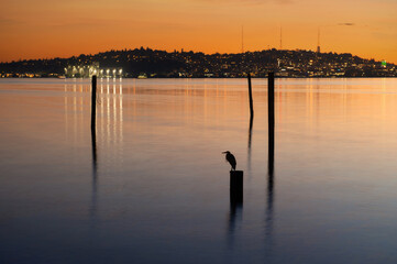 Great Blue Heron perched on a piling in Elliott Bay, Seattle, Washington during a lovely sunrise. The Queen Anne neighborhood can be seen in the background in this Pacific Northwest city.