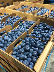 Boxes of blueberries in distribution center ready for shipment.