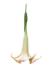 White angel trumpet flower (Brugmansia solanaceae) hanging on transparent background