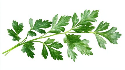Fresh Parsley Leaves, Isolated On White Background, Ideal For Culinary And Herb-Themed Designs. . Generative ai