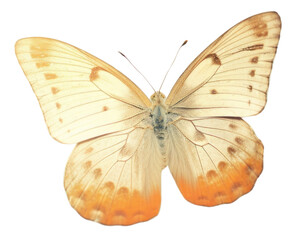 Fototapeta premium PNG Butterfly in spring outdoors nature flower.