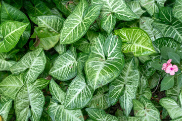 Tropical green climbing plant, Dutch betel, Syngonium podophyllum (Devil's ivy). Ornamental plant....