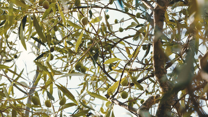 The branches of olive in Calabria region