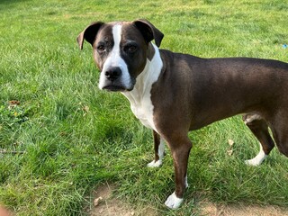 American stafffordshirw terrier