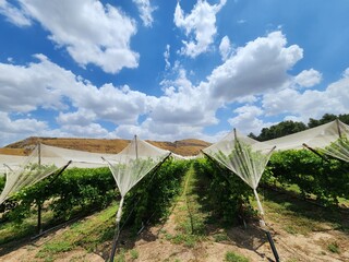 Rows of vineyards in Israel under blue sky