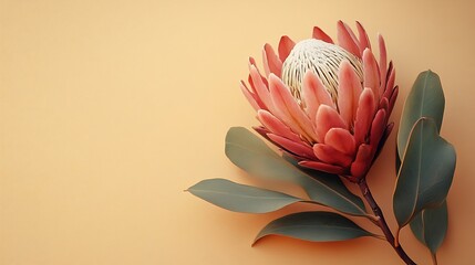 dried exotic flower Protea and leaf top view on beige background close up  Floral card Fine art aesthetic poster : Generative AI