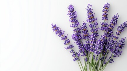 Bouquet of beautiful lavender flowers isolated on white : Generative AI