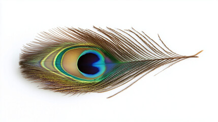 Close-up of a vivid peacock feather isolated on a white background, showcasing its stunning iridescent colors and intricate patterns.