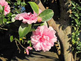 White sasanqua flowers