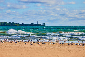 Seagulls on Lake Michigan Beach with Waves and Lighthouse Eye Level Perspective